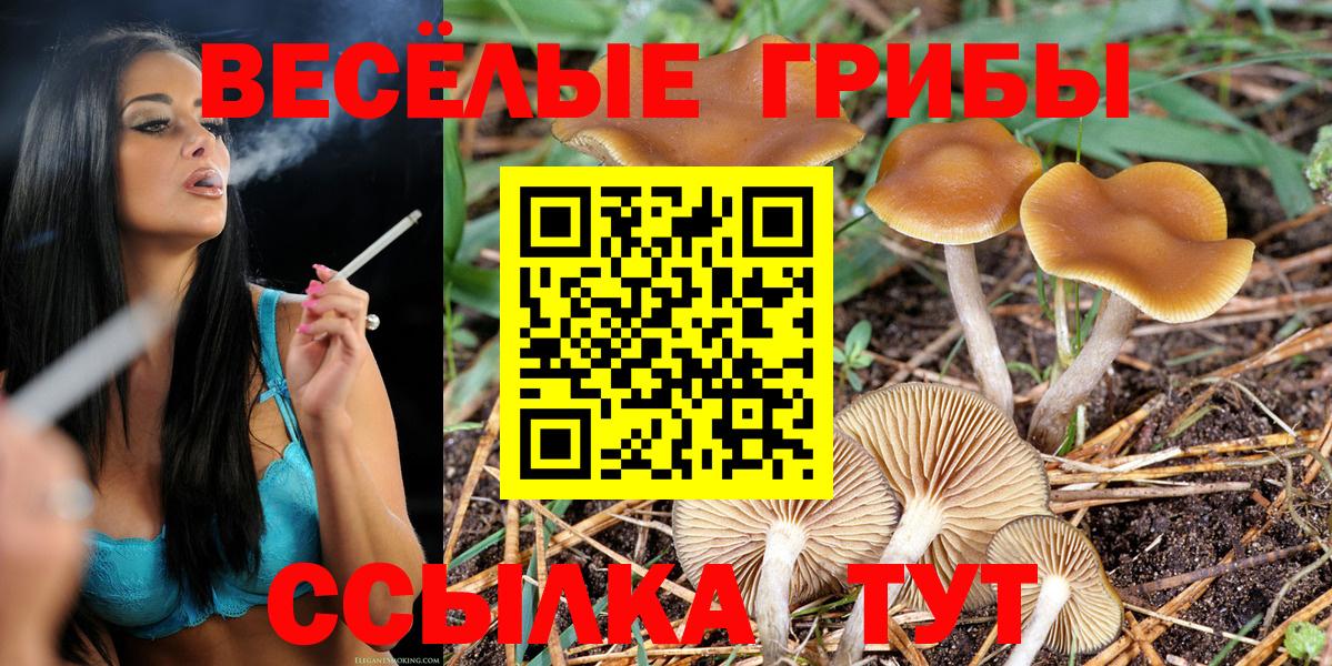 Галлюциногенные грибы Psilocybe  Вход с VPN  Гудермес 